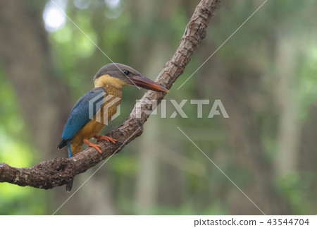 Stork-billed Kingfisher Pelargopsis capensis Stork-billed Kingfisher Pelargopsis capensis 43544704