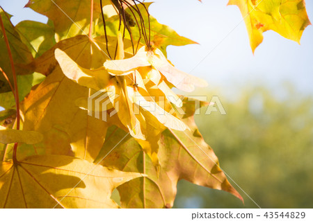 Golden autumn maple leaves in park as background. 43544829