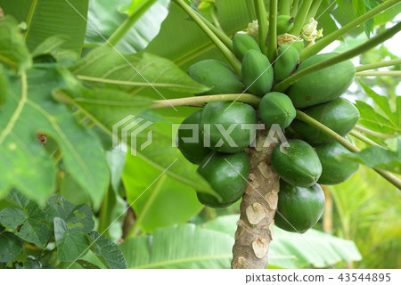 藍番木瓜 43544895