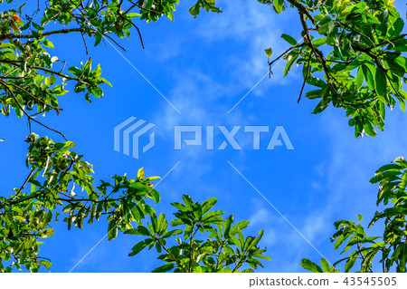 Colorful autumn leaves against blue sky background 43545505