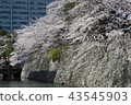 Cherry tree of moat 43545903