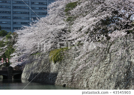 Cherry tree of moat Cherry tree of moat 43545903
