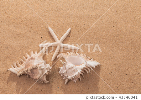 beach summer vacation background with starfish  43546041