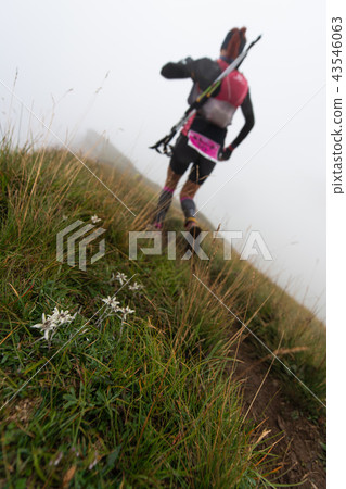 Flowers edelweiss on the path Flowers edelweiss on the path 43546063