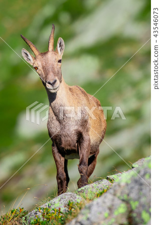 Ibex among the rocks and meadows  43546073