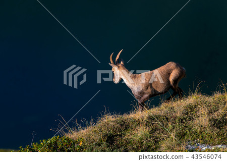 Ibex in a meadow above an alpine pond Ibex in a meadow above an alpine pond 43546074