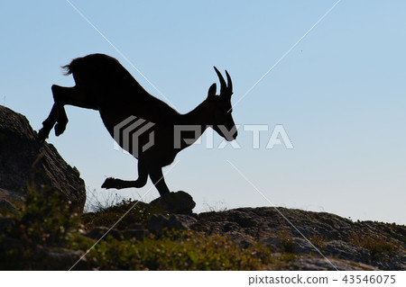 Ibex in silhouette jumps among the stones Ibex in silhouette jumps among the stones 43546075