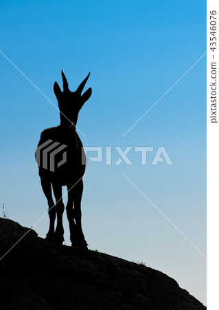 Ibex in silhouette looks far in the sky Ibex in silhouette looks far in the sky 43546076
