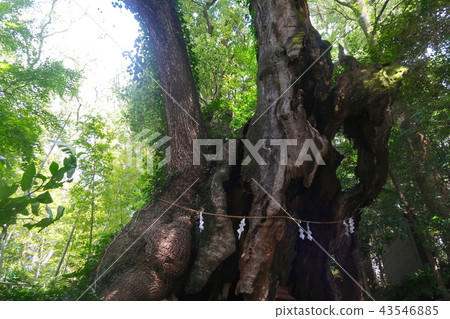 Atagomiya Shrine Atami-shi的大宮（第二個Oiso） 43546885