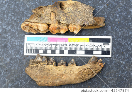 Archaeological finds - the remains of the jaws of medieval animals 43547574