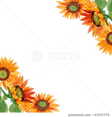 Watercolor orange sunflower flower. Floral botanical flower. Frame border ornament square. 43547779