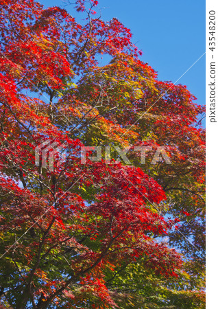 Autumn leaves of maple Autumn leaves of maple 43548200