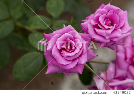 荒尾市少女公民花壇玫瑰花， 43549022