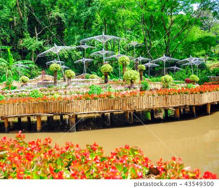 Beautiful natural garden 43549300