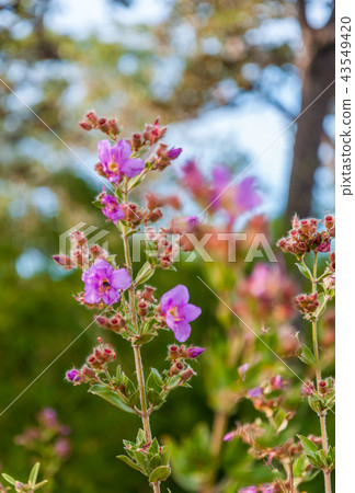 Osbeckia Stellata Ham flower Osbeckia Stellata Ham flower 43549420