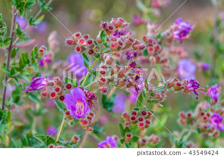 Osbeckia Stellata Ham flower Osbeckia Stellata Ham flower 43549424