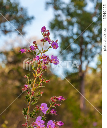 Osbeckia Stellata Ham flower 43549425