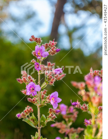 Osbeckia Stellata Ham flower 43549427