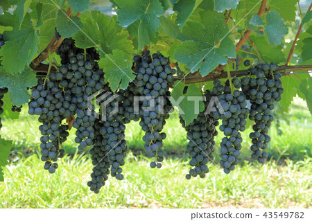 Wine Grapes Merlot Wine Grapes Merlot 43549782