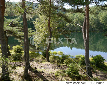 Ogi Kaike Oku Tateshina Onsenkyo Yatsugatake Chushingu國家公園(100個池塘選擇) Ogi Kaike Oku Tateshina Onsenkyo Yatsugatake Chushingu國家公園(100個池塘選擇) 43549854