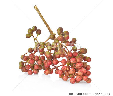 Zanthozylum limonella Alston on white background 43549925