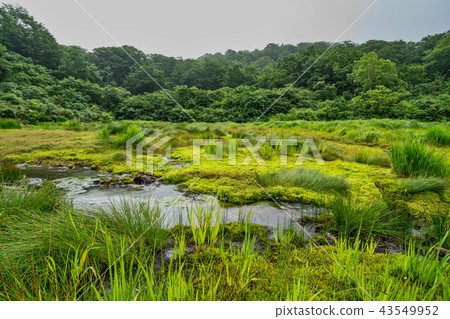 Shiratamaki Wetland Peatland 43549952