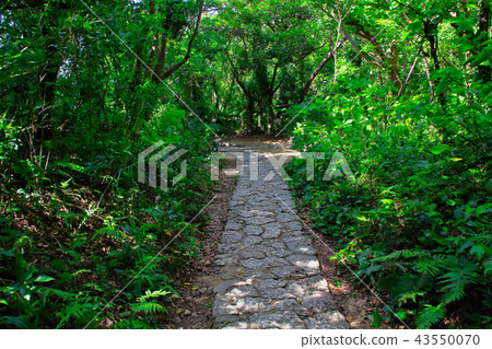Saiba Gyoen，通往Sankori的路 43550070