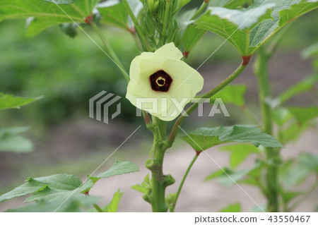 Okra's Flower 43550467
