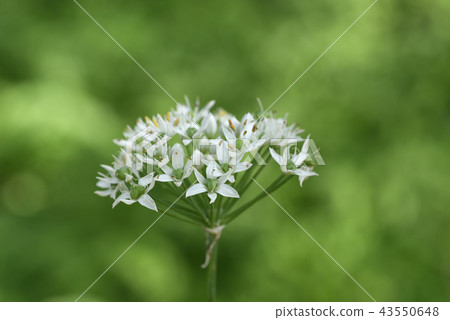 Chinese chive Chinese chive 43550648