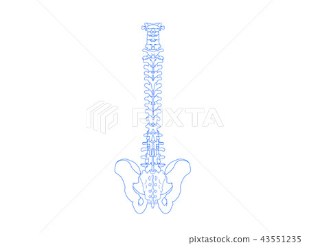 Spine and pelvis (back) Spine and pelvis (back) 43551235