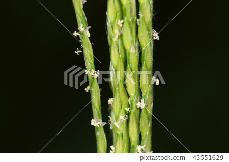 自然植物黑白,花不可見,但像草一樣的花朵正在盛開 自然植物黑白,花不可見,但像草一樣的花朵正在盛開 43551629