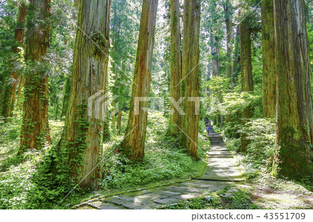 Dewa Miyama Yamagata Prefecture Haguro Mountain Five-storied Pagoda Dewa Miyama Yamagata Prefecture Haguro Mountain Five-storied Pagoda 43551709