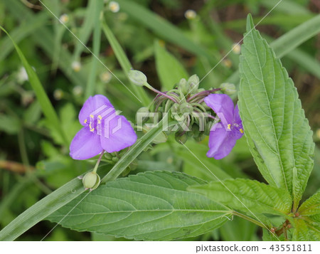 Spiderwort Spiderwort 43551811
