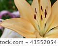 Lily (short distance) 43552054