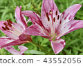 Lily (Pink) 43552056