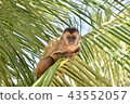 A monkey 43552057
