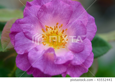 Purple rose (blue for you) 43552441