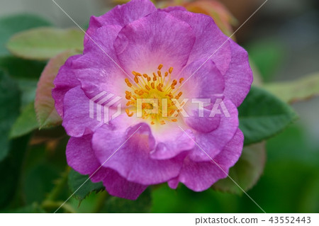 Purple Rose (Rainy Blue) Purple Rose (Rainy Blue) 43552443