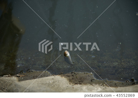 Fishing canal kawamutsu miscellaneous fish freshwater fish can be caught aquatic life 43552869