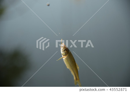 Fishing canal kawamutsu miscellaneous fish freshwater fish can be caught aquatic life 43552871