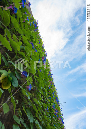 A lot of blue morning glory on the high wall Heading towards the blue sky 43553248