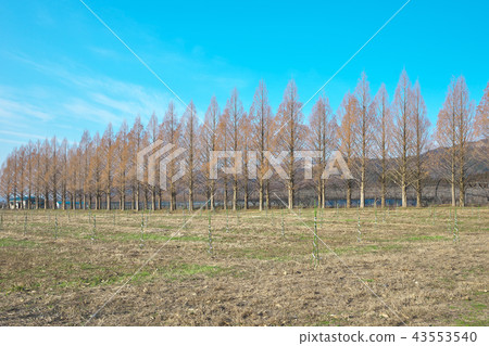 Winter Metasequoia tree-lined path Winter Metasequoia tree-lined path 43553540