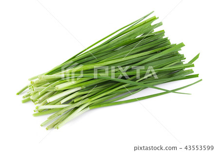 Garlic chives isolated on white background Garlic chives isolated on white background 43553599