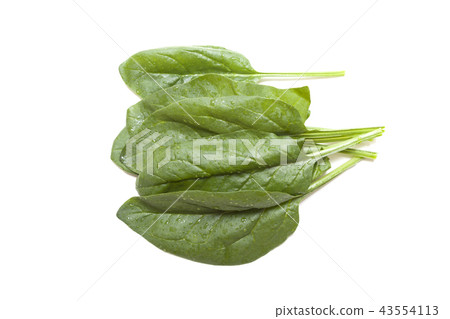 菠菜 43554113
