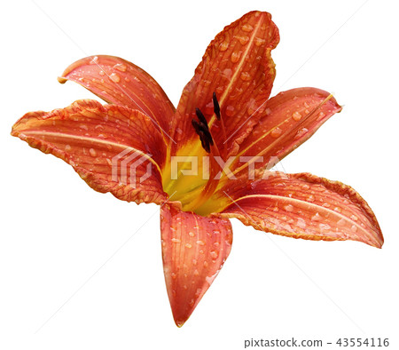 Red flower lily on a white isolated background Red flower lily on a white isolated background 43554116