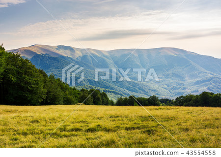 grassy glade among the forest in mountains 43554558