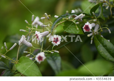 Heso kazura在雨中 43554639