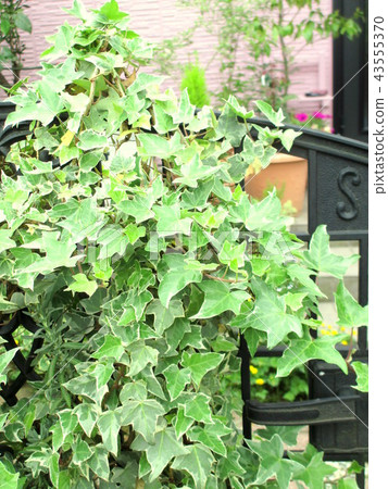 Ivy of vine plants entwined in the gate 43555370