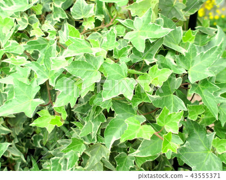 常春藤藤蔓植物在門口交織在一起 常春藤藤蔓植物在門口交織在一起 43555371