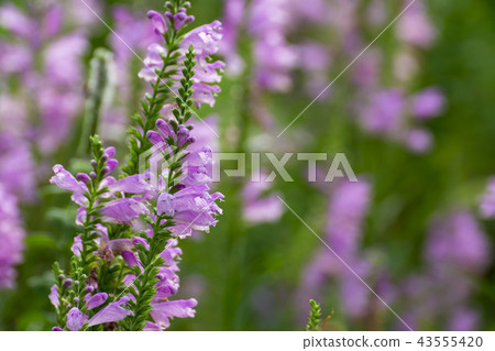 哈娜哈娜的尾巴 43555420